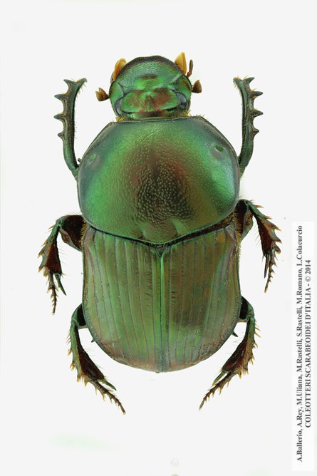 Onitis alexis septentrionalis, maschio